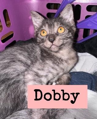 Dobby